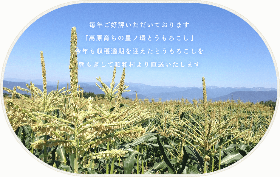 毎年ご好評いただいております 「高原育ちの星ノ環とうもろこし」 今年も収穫適期を迎えたとうもろこしを 朝もぎして昭和村より直送いたします