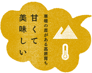 寒暖の差がある高原育ち　甘くて美味しい