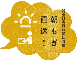 発送日当日の朝に収穫　朝もぎ直送！