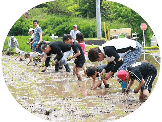 田植え（写真）