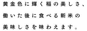 黄金色に輝く稲の美しさ、働いた後に食べる新米の美味しさを味わえます。