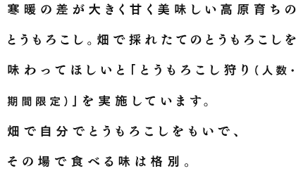 寒暖の差が大きく甘く美味しい高原育ちのとうもろこし。畑で採れたてのとうもろこしを味わってほしいと「とうもろこし狩り（人数・期間限定）」を実施しています。畑で自分でとうもろこしをもいで、その場で食べる味は格別。